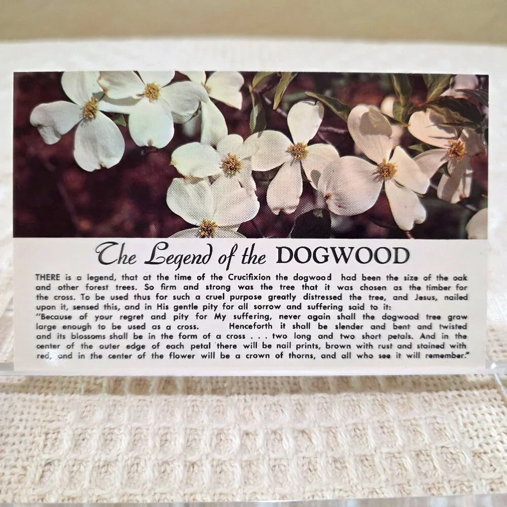 Vintage The Legend of the Dogwood Flower Religion Religious Story Postcard UNP